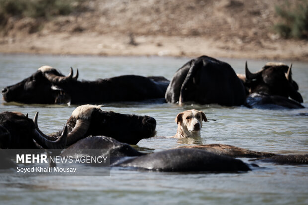 توسعه صنعت گاومیش‌داری در میانکاله نیازمند حمایت است