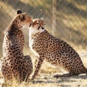 جشن بلوغ ۳یوز ماده در دل شاهرود؛بحران کمبود یوز نر بارور در مرکز تکثیر