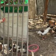 دستور اخراج «پرندگان» در قدس؛ روایتی از فشار صهیونیست‌ها بر فلسطینی‌ها