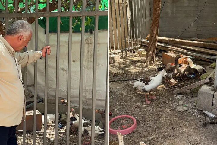 دستور اخراج «پرندگان» در قدس؛ روایتی از فشار صهیونیست‌ها بر فلسطینی‌ها