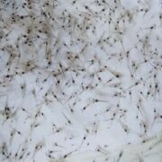 سرمایه‌گذاری چهار هزار میلیاردی برای تولید لارو میگو در قشم