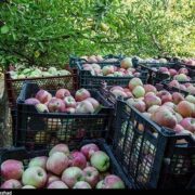 شاهرود چگونه به قطب باغداری تبدیل شد؟