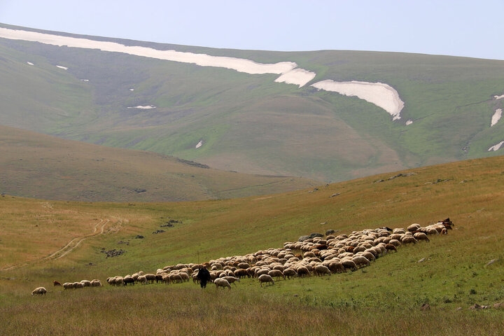 نرخ تعرفه‌های رسمی مرتعی در سال ۱۴۰۵ اعلام شد