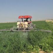 پیشبینی برداشت ۱۰ هزار تن گندم و جو در سربیشه
