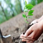 کاشت نهال به یاد شهدای جنگ تحمیلی رمضان به بهانه روز جهانی زمین پاک