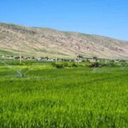 کریمی: ۱۸ هزار هکتار از اراضی سامانه گرمسیری به بهره‌برداری رسید