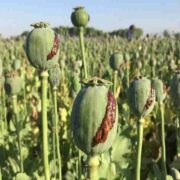 کشف و امحای مزرعه کشت خشخاش در هندیجان