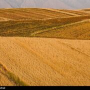 اعلام نرخ 49500 تومانی برای گندم/  آغاز برداشت در مناطق جنوبی لرستان