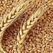 ثبت و تجاری‌سازی 31 رقم بومی گندم، جو و دانه روغنی در خراسان شمالی