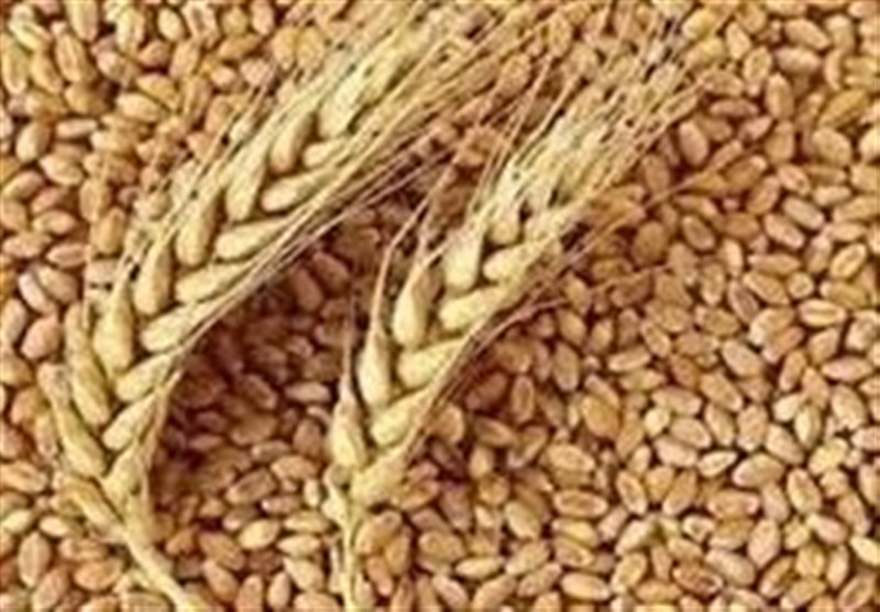 ثبت و تجاری‌سازی 31 رقم بومی گندم، جو و دانه روغنی در خراسان شمالی