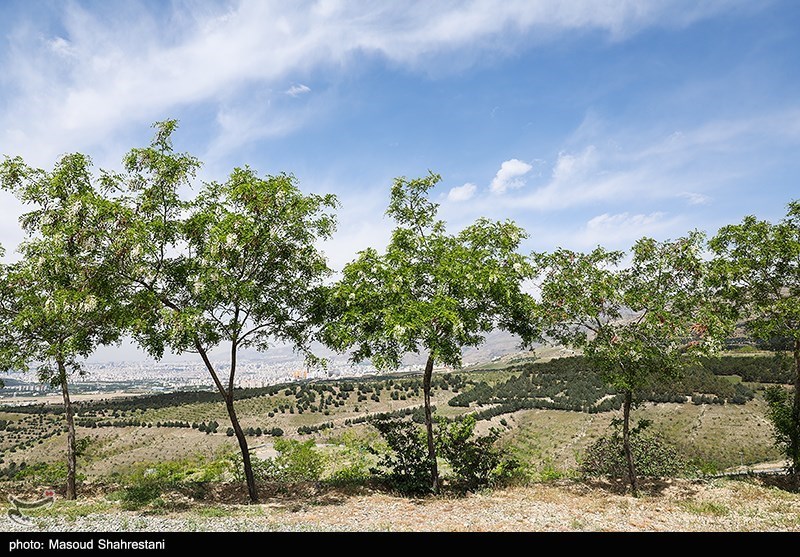 روز درختکاری , اخبار استان گلستان , سید ابراهیم رئیسی , شهدای خدمت , جنگل , 