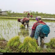 دلالان در کمین شالیزارهای شمال/ چه کسانی بازار برنج را به‌هم ریختند؟