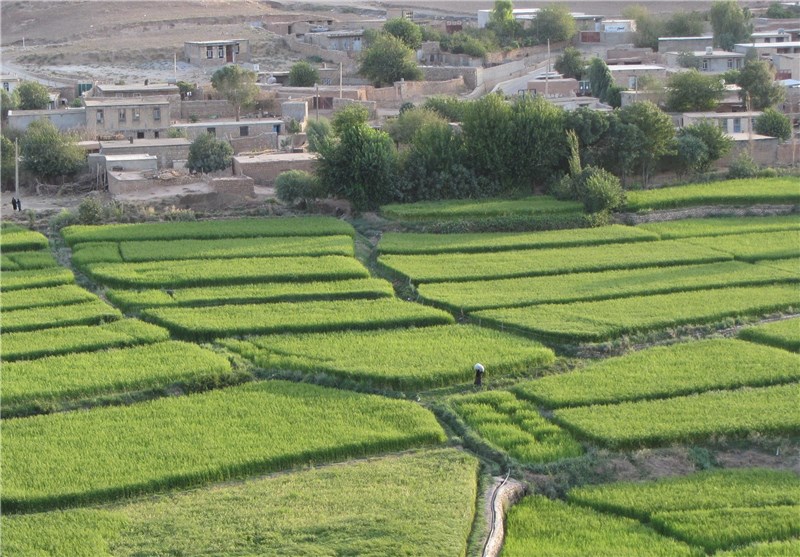 دلالان در کمین شالیزارهای شمال/ چه کسانی بازار برنج را به‌هم ریختند؟