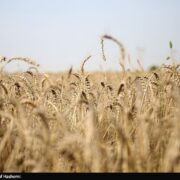 دلالان در کمین گندم طلایی گلستان