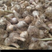 روستایی که با سیر نفس می‌کشد؛ «اَتو» و داستان یک برند موفق