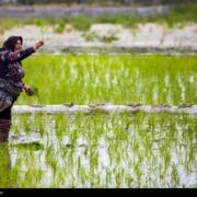 زنگ خطر برای برنج ایرانی/ روایت تلخ شالیکارانی که برای بقا می‌جنگند