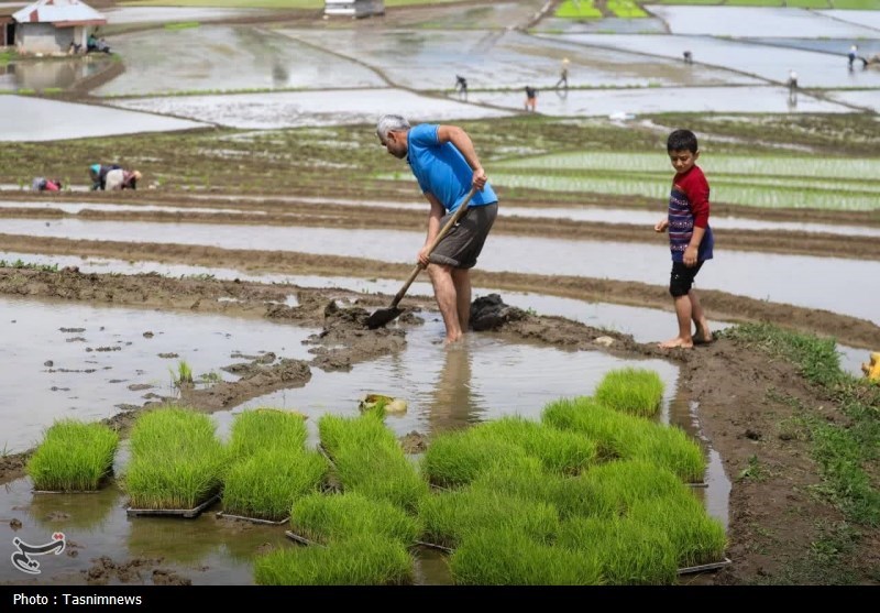 اخبار استان مازندران , اخبار ساری , 