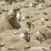 زنگ خطر برای ذخایر ژنتیکی گوسفندی ایران/ “سنگسری” در معرض تهدید!