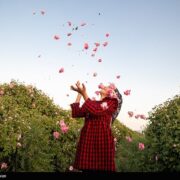 سفر به قلب مزارع معطر ساری؛ وقتی دودانگه بوی بهشت می‌گیرد