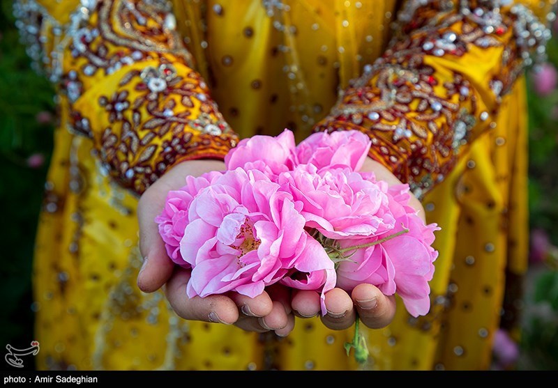 سفر به قلب مزارع معطر ساری؛ وقتی دودانگه بوی بهشت می‌گیرد