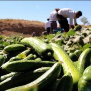 «طلای سبز» بادرود روانه بازار شد؛ برداشت 1000 تن خیار از مزارع بادرود