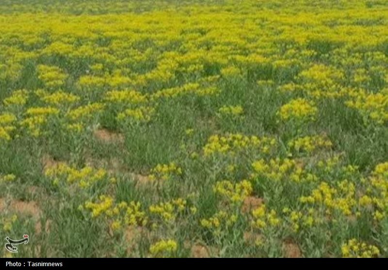 فرمانروایی «آفت و علف هرز مهاجم» در مزارع طلایی؛ هجوم سن گندم! فرمانروایی «آفت و علف هرز مهاجم» در مزارع طلایی؛ هجوم سن گندم!