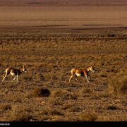 گورخر ایرانی هنوز برای بقا می‌جنگد