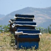 زنبورداری ظرفیتی ارزشمند برای توسعه روستایی در چهارمحال و بختیاری