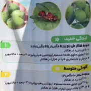 آغاز مبارزه با آفت مگس زیتون در طارم استان زنجان + فیلم