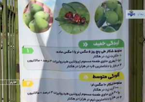آغاز مبارزه با آفت مگس زیتون در طارم استان زنجان + فیلم