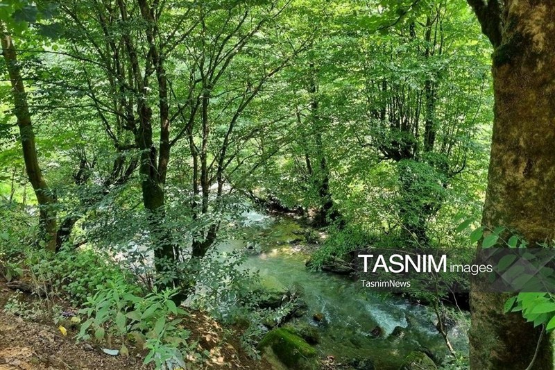 نظام مسائل استان گیلان , اخبار استان گیلان , 