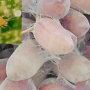 عملیات مبارزه با کنه تارتن خرما در سطح ۵۰۰ هکتار از نخلستان‌های خرمشهر