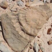 گنجینه 9 میلیون ساله کردستان زیر ذره‌بین پژوهشگران
