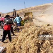 68 هزار هکتار زیر کشت نخود؛ لرستان دومین تولیدکننده کشور شد