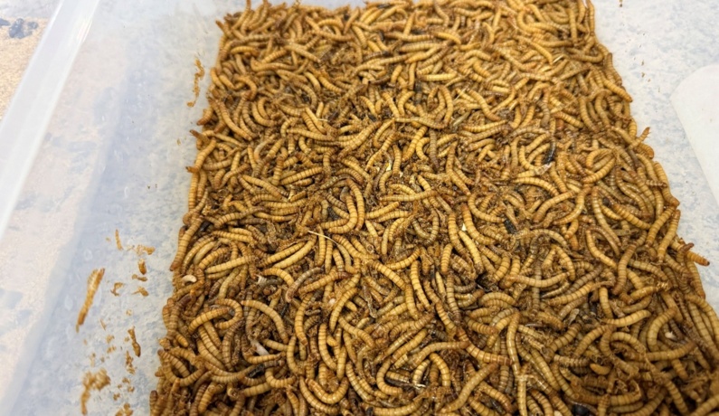 برگزاری دوره تخصصی مهارت‌افزایی پرورش و تکثیر عوامل کنترل بیولوژیک