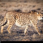 بقای «سلطان سرعت» در سرزمین ایران/ جمعیت یوزها بیشتر شد‌