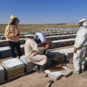 تقویت اقتصاد روستایی و عشایری با توسعه زنبورداری در چهارمحال و بختیاری