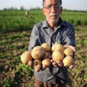 خام‌فروشی؛ زخم کهنه کشاورزی/ سود محصول ایرانی در جیب دیگران!