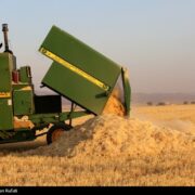 خرید تضمینی گندم در خراسان‌شمالی از 108 هزار تن گذشت