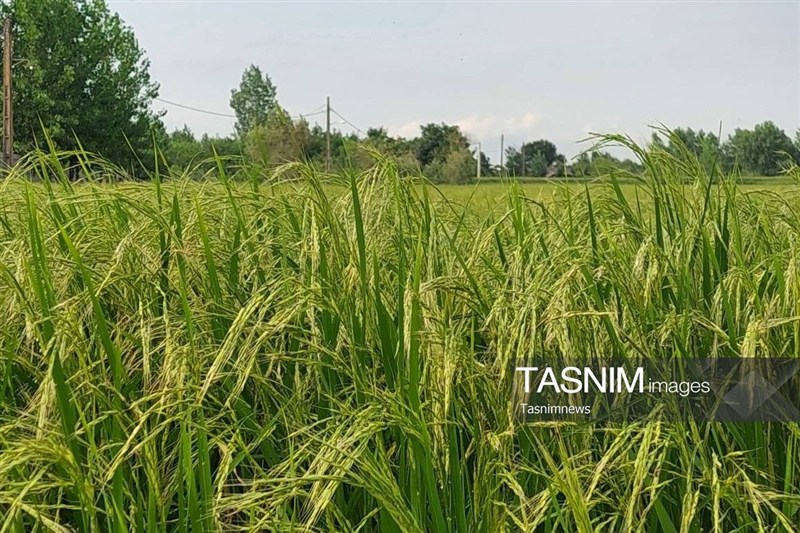 سفر به قلب هویت و اصالت گیلان؛ روزگار پرمهر و سبک زندگی اصیل