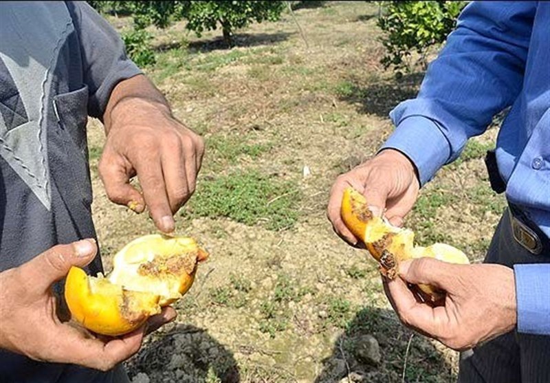 اخبار استان مازندران , اخبار بابل , 