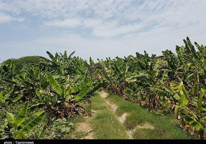 اخبار چابهار , منطقه آزاد چابهار , سواحل مکران , 