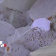 مبارزه بیولوژیک با آفات در اراضی کشاورزی کامیاران + فیلم