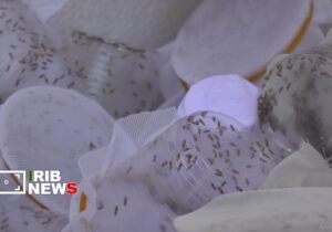 مبارزه بیولوژیک با آفات در اراضی کشاورزی کامیاران + فیلم