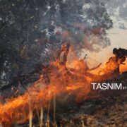 میانکاله را چه کسی می‌سوزاند؟/ واکاوی 12 آتش‌سوزی مشکوک در 16 روز!