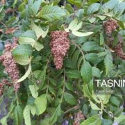 پیش‌بینی صادرات 15 تن سماق روستای خانیک گناباد به اروپا