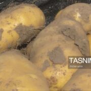 کشاورزی لرستان در حال تغییر تقویم؛ سیب‌زمینی زمستانه در الشتر