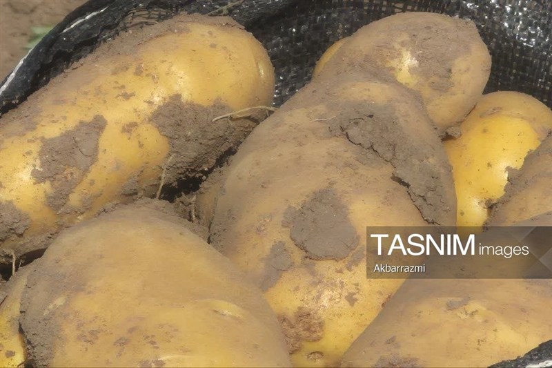 کشاورزی لرستان در حال تغییر تقویم؛ سیب‌زمینی زمستانه در الشتر