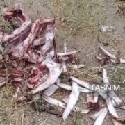 کشتار مخفی اسب در زنجان/ لاشه‌ها‌ در چاه دفن شده بودند