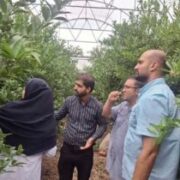 کنترل آفت تریپس به روش جدید در گلخانه‌های مازندران